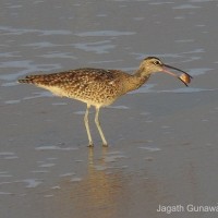 Numenius phaeopus Linnaeus, 1758